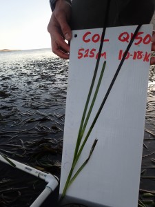 All of the blades on an eelgrass stipe are carefully spread out so that we can measure and photograph them.