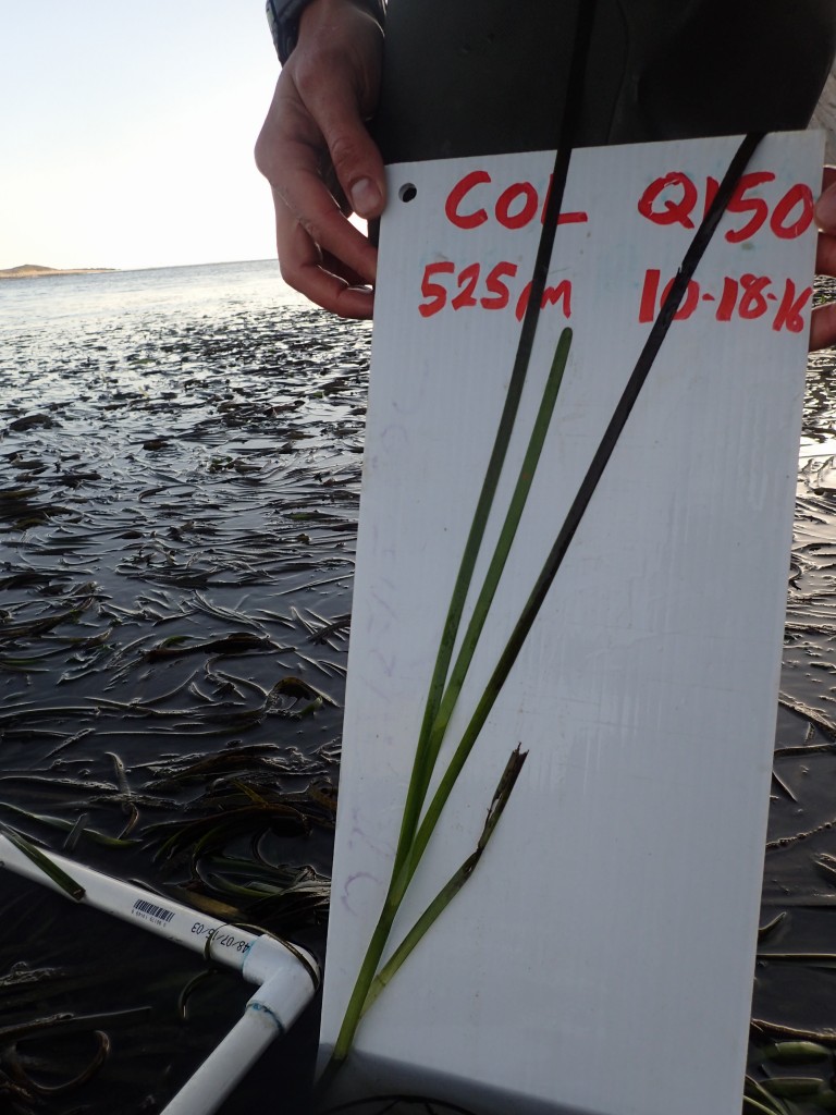 All of the blades on an eelgrass stipe are carefully spread out so that we can measure and photograph them. 