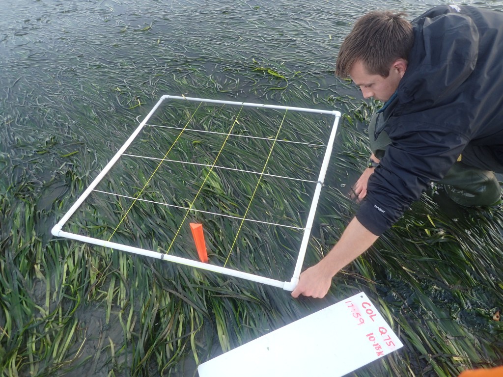 Here, Shane places the quadrat at meter 75 of our 150-meter transect.