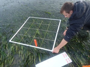 Here, Shane places the quadrat at meter 75 of our 150-meter transect.