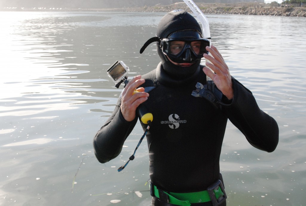 The cold water in Morro Bay means we need to wear thick, 7mm dive suits to keep us warm. These suits keep us nice and toasty, but they are very buoyant. For these subtidal surveys we need to be able to dive to the bottom to count eelgrass, so we wear dive belts to help us stay down in the water.  Here, Evan finishes putting on his gear and starts surveying. 