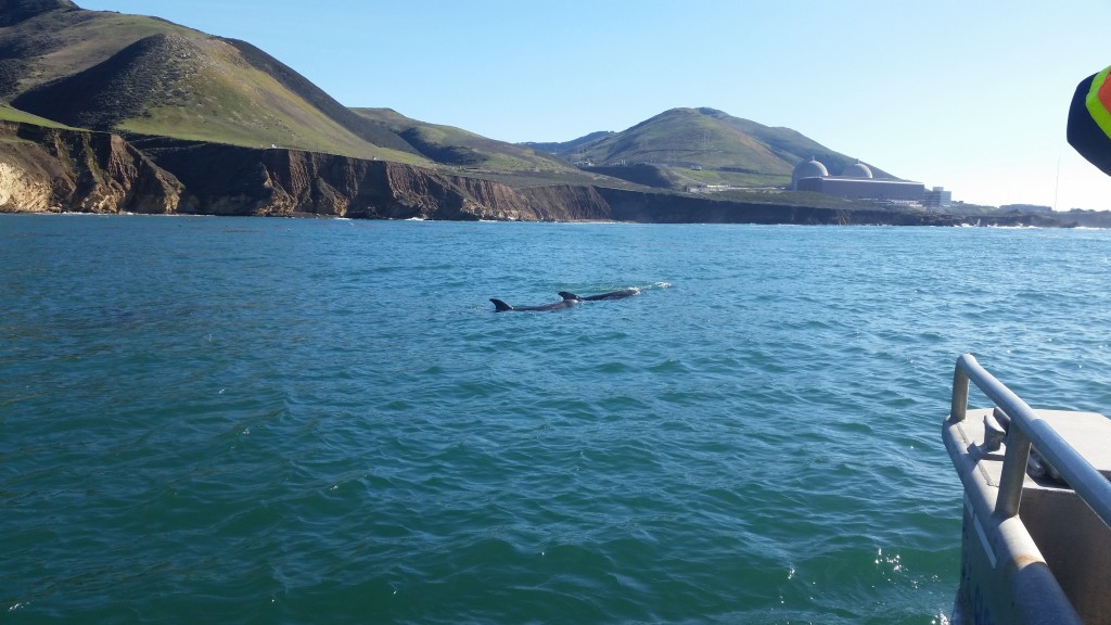 We watched a small pod of dolphins swim on our way back into the cove.