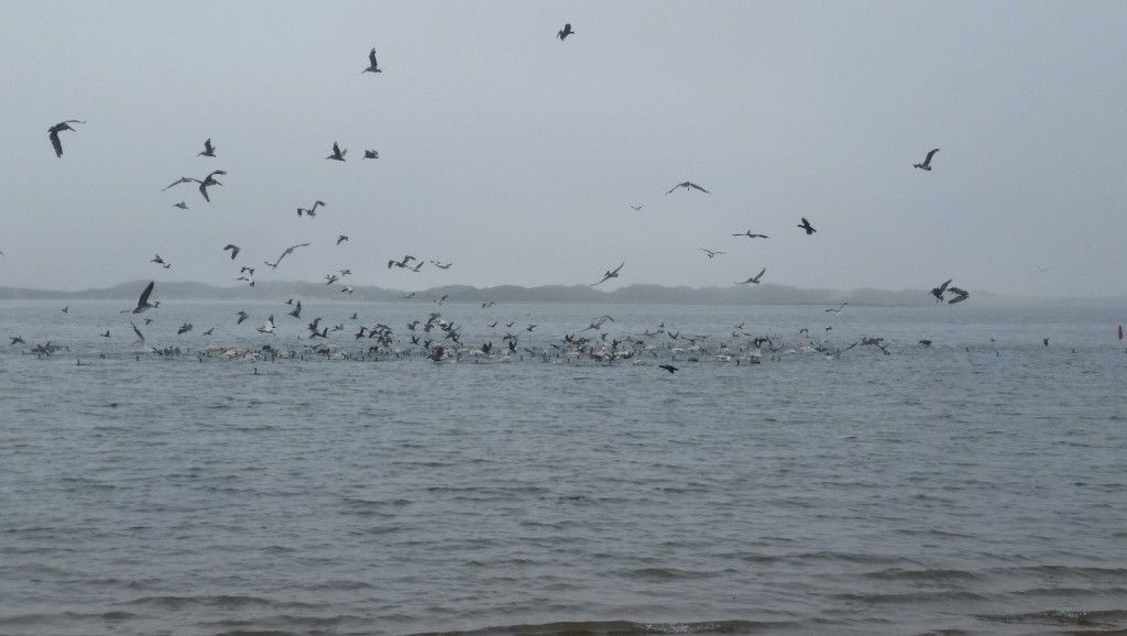 Birds feed on bait fish schooling in the bay.