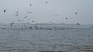 Birds feed on bait fish schooling in the bay.