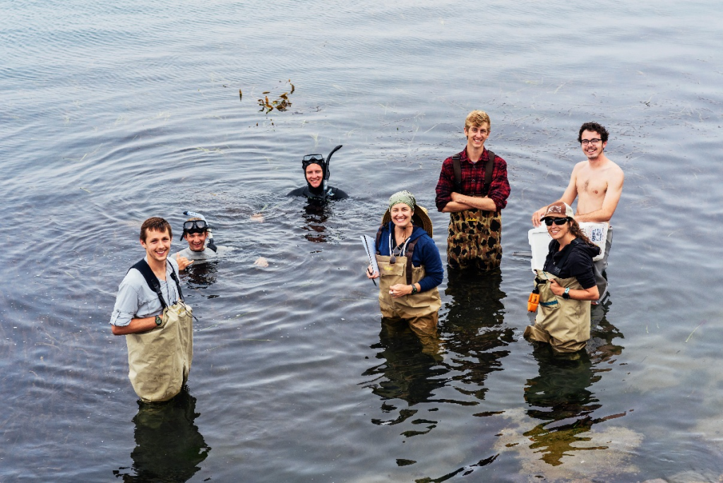 Cal Poly San Luis Obispo Professor Jenn Yost, her graduate students, and Morro Bay National Estuary Program staff took eelgrass samples for a genetics study that may help us better understand the cause of the eelgrass decline. Photograph by Tenney Rizzo. 