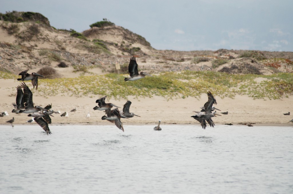 Brown pelicans are often found fishing in the Morro Bay estuary.