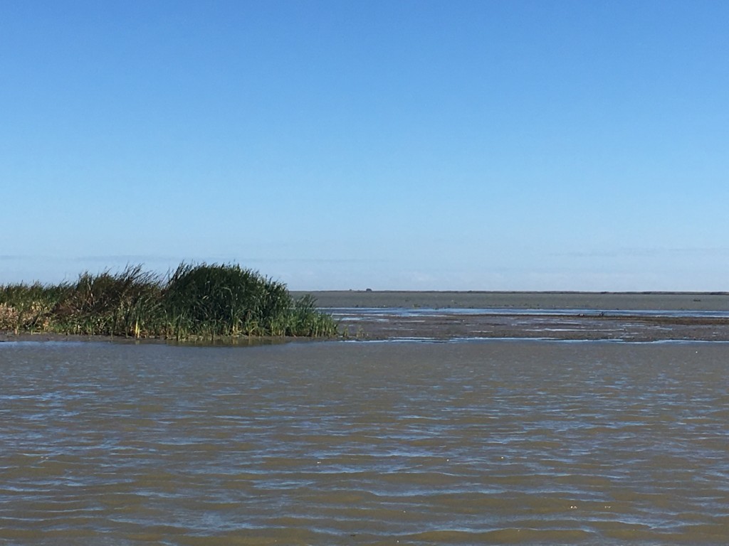 This is an area of new land that has been created by sediment deposits behind a fencing project in an offshoot of the Mississippi. Plants have begun to grown on the new land. 