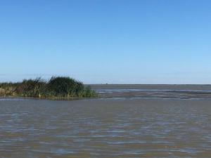 This is an area of new land that has been created by sediment deposits behind a fencing project in an offshoot of the Mississippi. Plants have begun to grown on the new land.