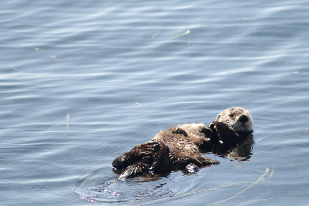 We sometimes see mother otters with pups on their chests floating by.