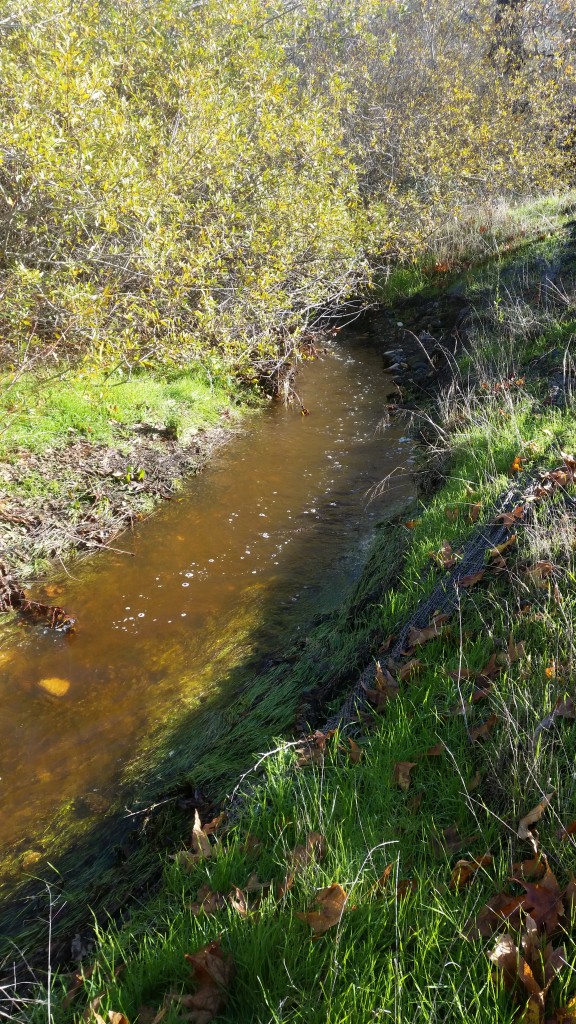 Though it might not look like much, this portion of upper Pennington looked like a raging river to our field staff.