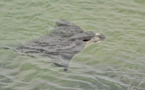 This bat ray was photographed by Linda Tanner near Target Rock.