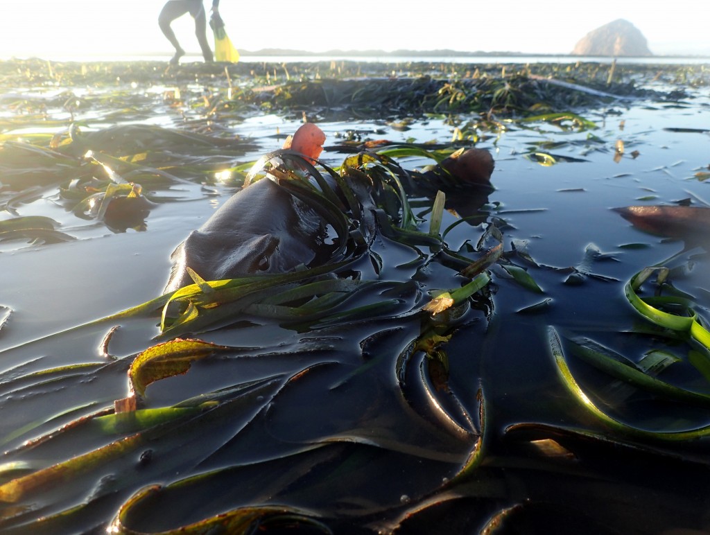 This horn shark hid in the eelgrass bed at State Park Marina as the tide receded. Horn sharks aren’t known for their speed and graceful swimming. Rather, they move slowly and like to hide among crevices in rocks, in kelp, and in eelgrass beds like this one was doing. 