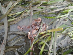 Octopus in eelgrass