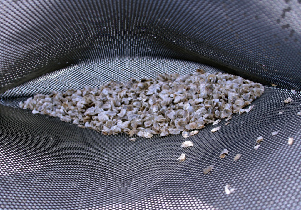 This photograph from the U.S. Army Corps of Engineers shows 1,000 baby oysters (called spat) in a mesh bag that protects them from predators.