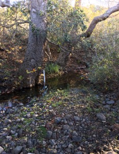 Though it might not look like much, this portion of upper Pennington looked like a raging river to our field staff.