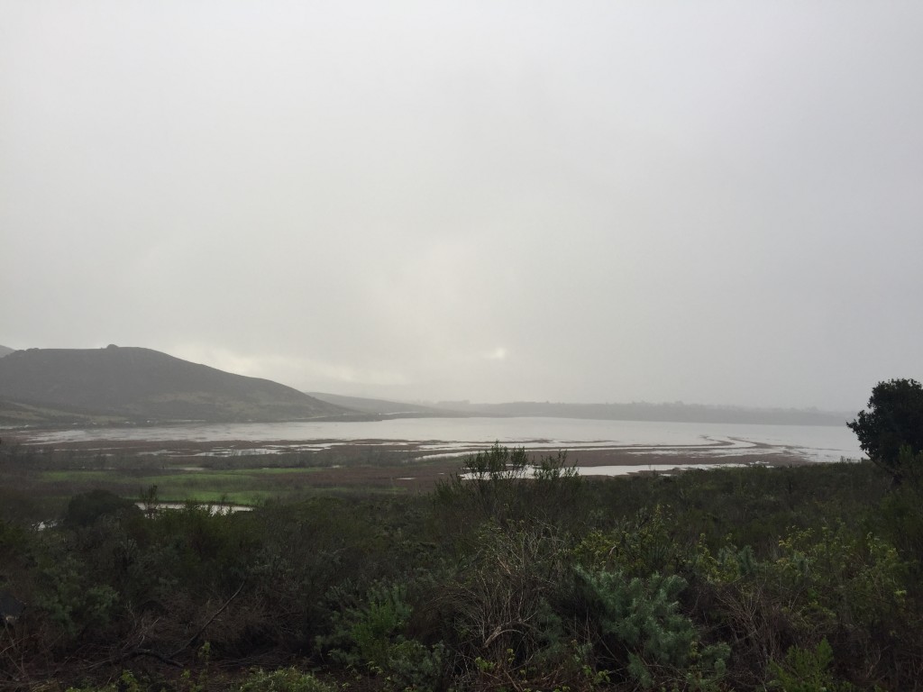 A view of the estuary from Upper State Park Road. The channels are full from the high tide and also from runoff. 