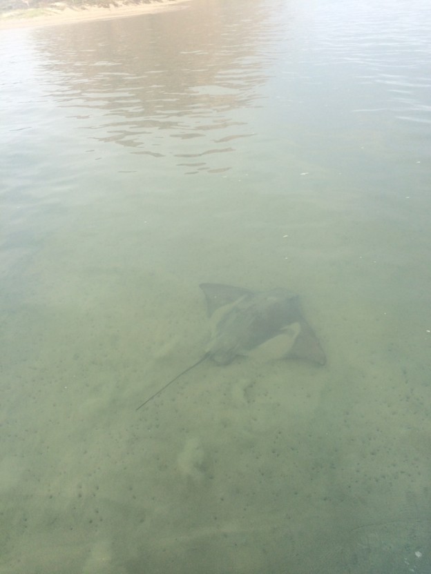 Estuary Program Monitoring staff got a good view of this bat ray while monitoring eelgrass beds.