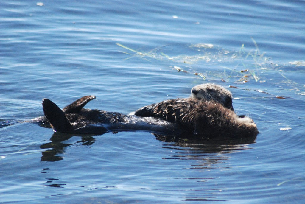 A mother sea otter and her pup float on Morro Bay above a seagrass bed. 