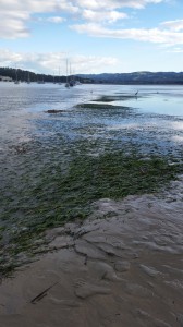 We watched birds forage in the eelgrass bed as we waited for the tide to continue dropping so that we could start our survey.