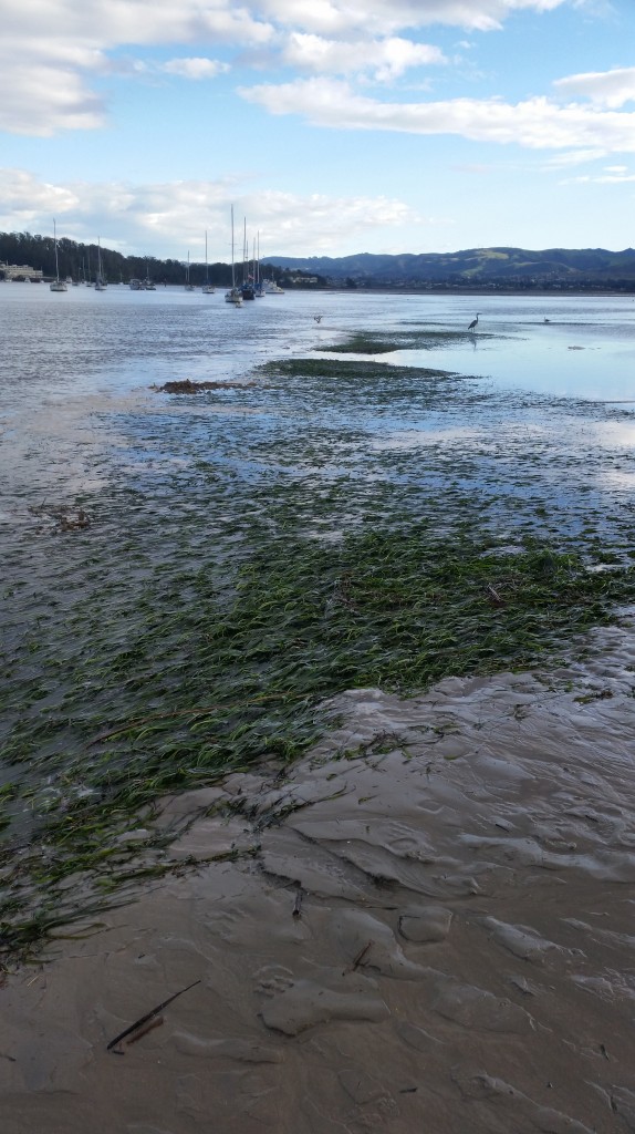 We watched birds forage in the eelgrass bed as we waited for the tide to continue dropping so that we could start our survey. 