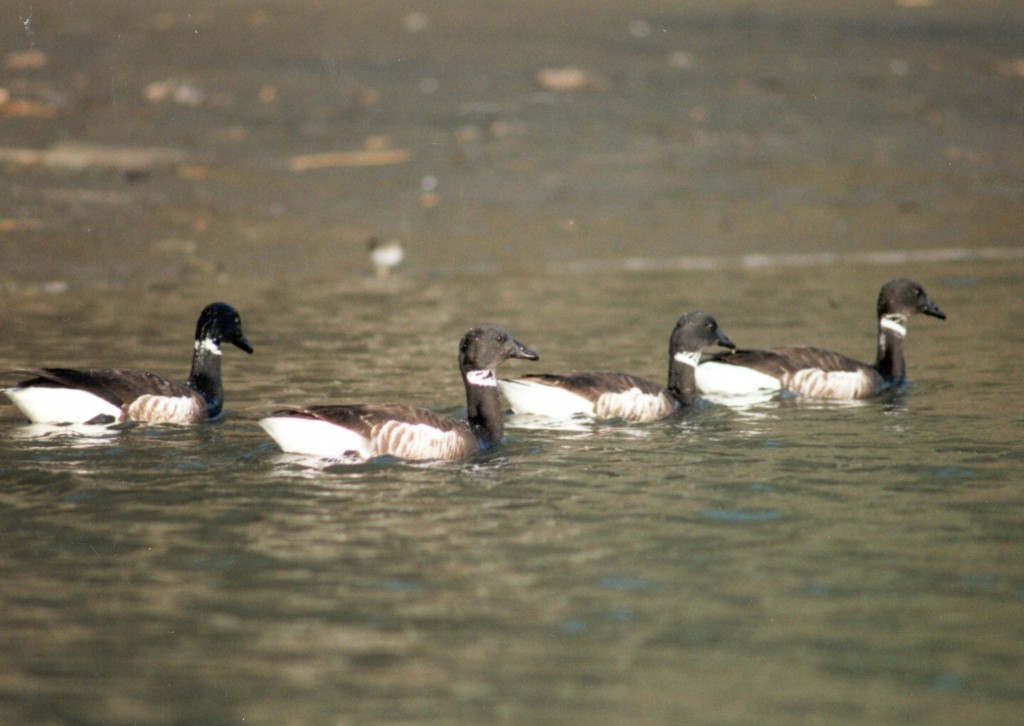 Brant geese. Photograph courtesy of Ruth Ann Angus.