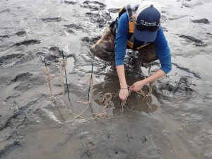 Carolyn does a test planting using bamboo garden stakes as an anchor and twine to mimic eelgrass.