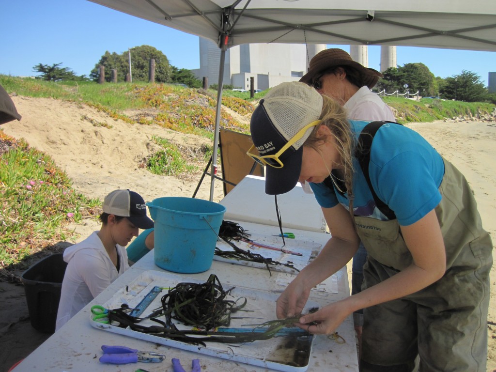 Estuary Program Director Lexie (left), Restoration Projects Manager Carolyn (middle), and Estuary Program volunteer Charlotte (right) trim and clean eelgrass shoots.