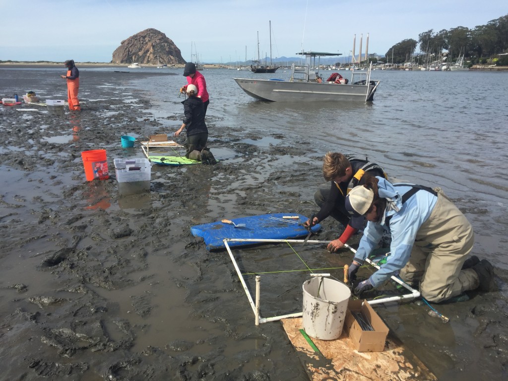 Estuary Program staff and partners planting eelgrass shoots within designated one-meter squared plots, during low tide.