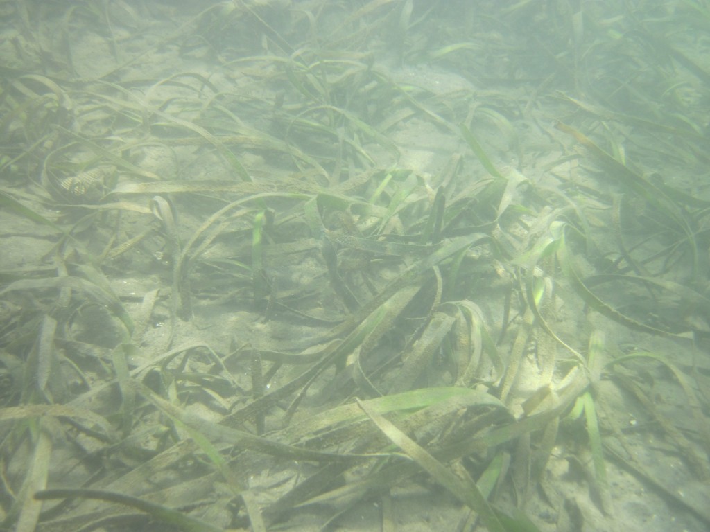 1intertidal_eelgrass