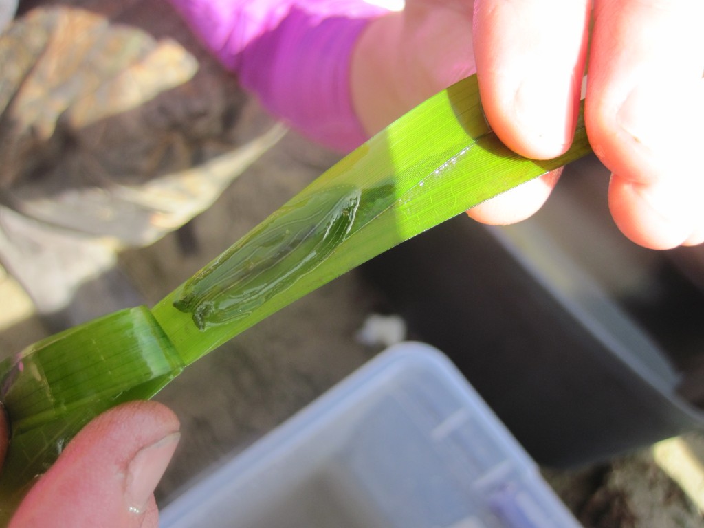 Eelgrass sea hare (Phyllaplysia taylori).