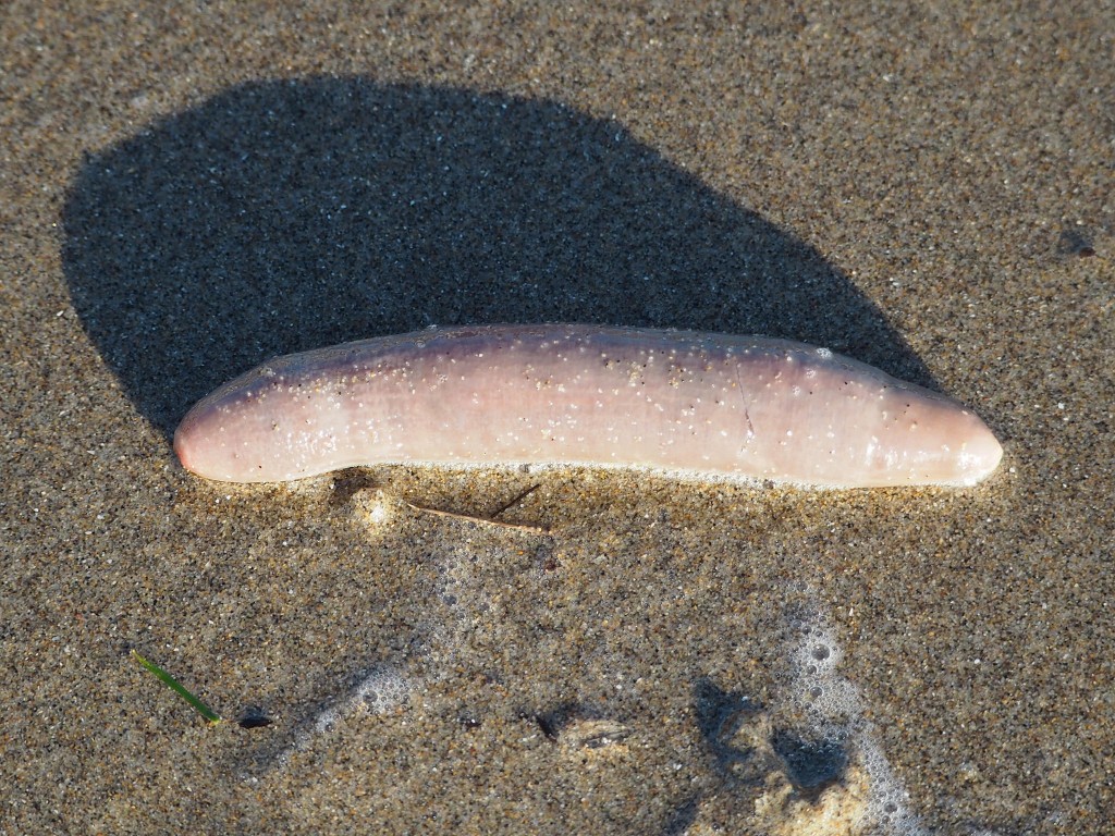 Fat innkeeper worm. Photograph by J. Maughn, via Flickr. 