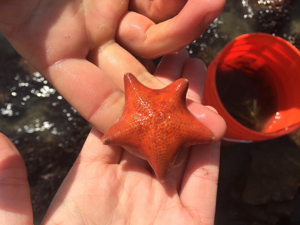 Bat sea star (Patiria miniata).