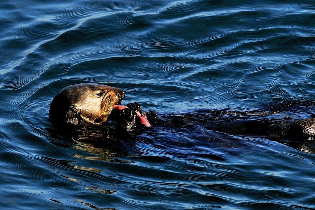 Sea otter munchking on a fat innkeeper worm. Photograph by Jason Bechtel, via Flickr.