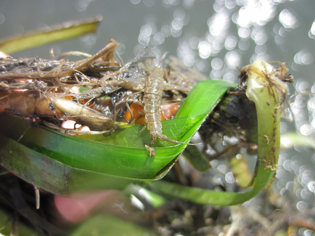 Eelgrass isopod (Idotea resecata).