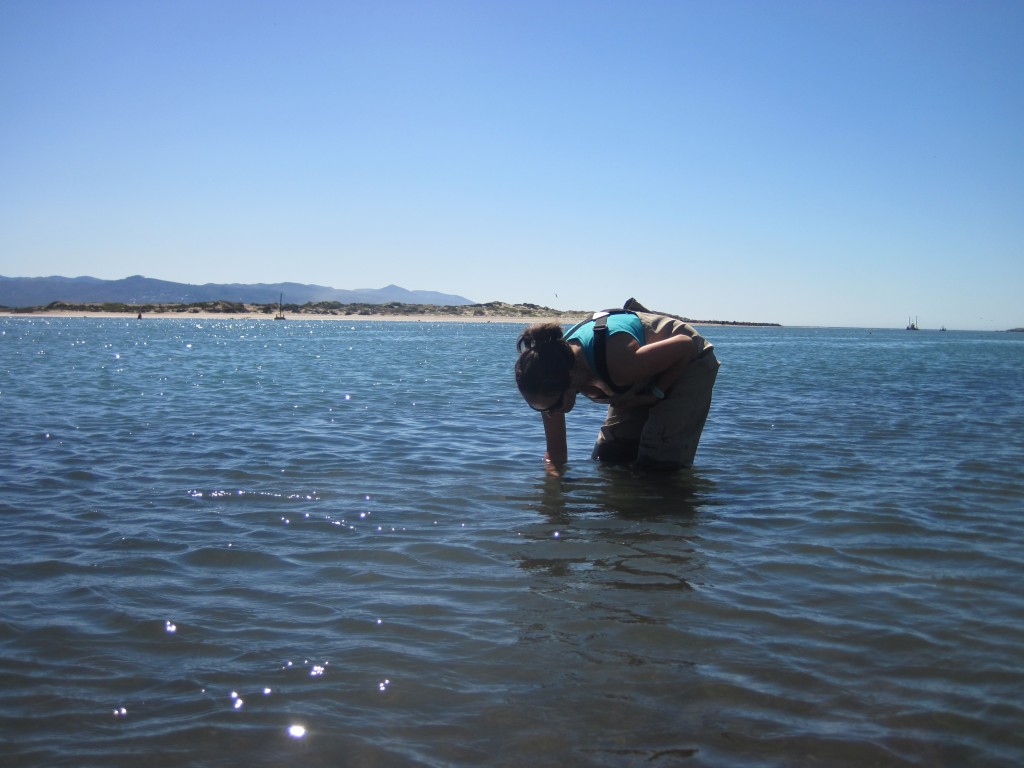 Estuary Program Monitoring Coordinator, Karissa, collects a shoot within her transect plot. 