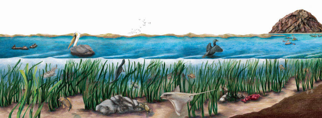 Eelgrass illustration small