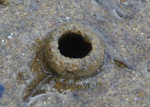 Fat innkeeper worm burrow. Photograph copyright Dr. Peter J. Bryant.