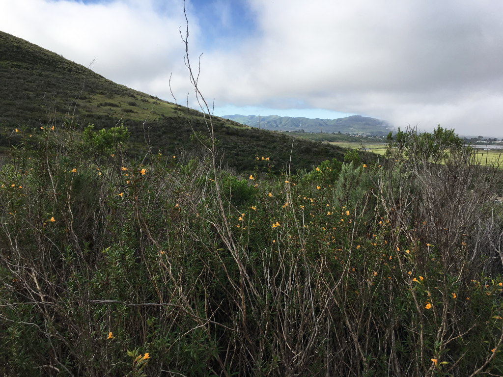 Sticky Monkey Flower on Cerro Cabrillo Trail