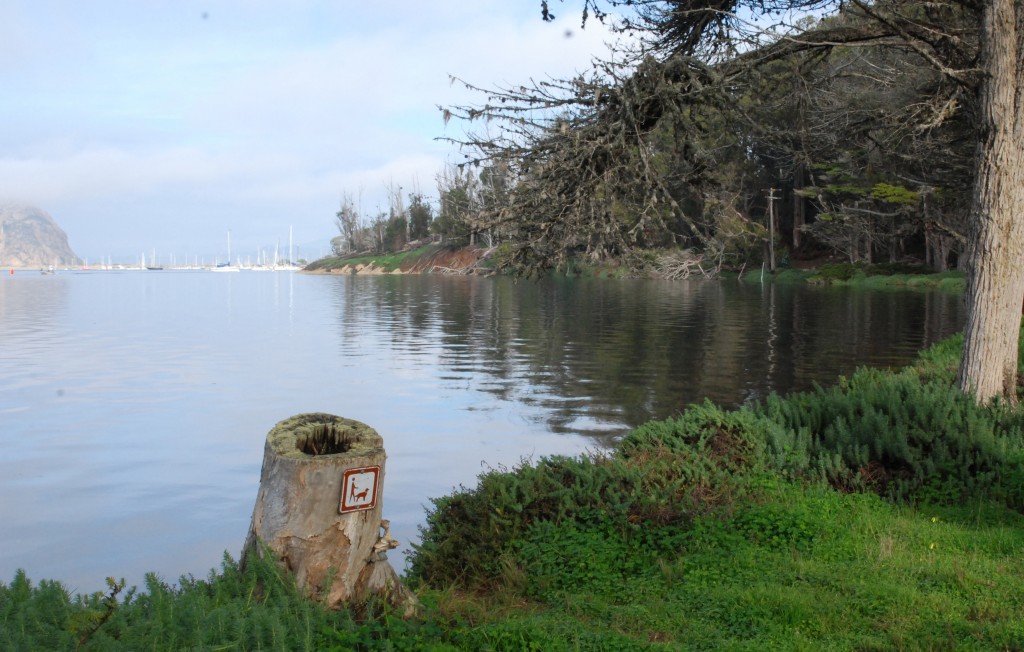 The same spot at Windy Cove during a very high tide. 