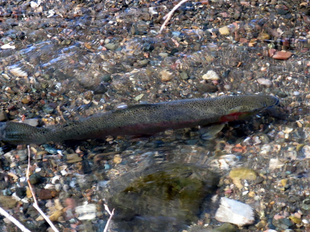 An adult steelhead swims in a creek.