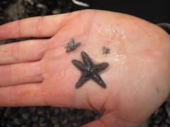 A juvenile ochre sea star. Credit: Maya George, USSC Researcher.