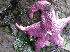Infected sea star; photograph taken on day one, June 27, 2014 on Guemes Island, Washington. Credit: Kit Harma, Evergreen Shore monitor.