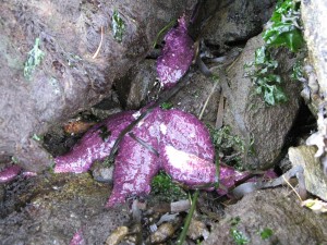 he same infected sea star; photograph taken on day two. Credit: Kit Harma, Evergreen Shore monitor.