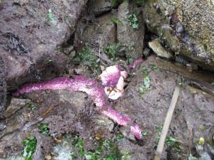 The same infected sea star; photograph taken on day three. Credit: Kit Harma, Evergreen Shore monitor.