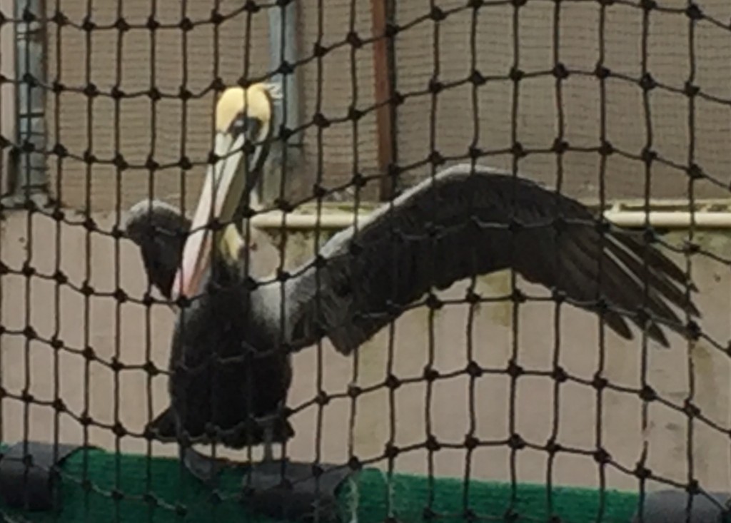 The pelican spent a few weeks indoors before the team felt comfortable moving her to the outdoor flight cage. 