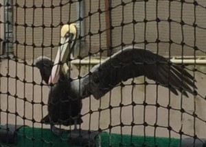 The pelican spent a few weeks indoors before the team felt comfortable moving her to the outdoor flight cage.