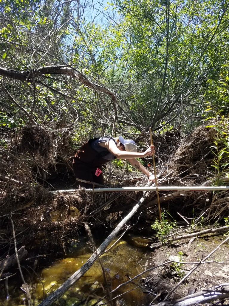 Catie, our Communications and Outreach Intern, came out to help us finish a particularly brushy survey on Walter’s Creek. Here she is measuring water depth, taking substrate size measurements, and checking for algae.