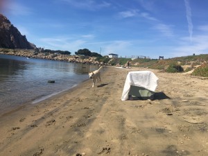 On a busy beach, timing is key in a successful release effort.