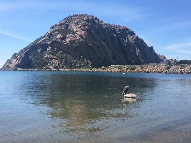 The pelican swam away toward a flock that had gathered on the bay side of the sandspit.