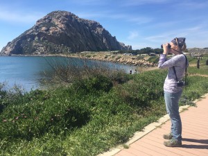 Shannon Riggs, Director of Animal Care, looks for an appropriate release spot for the pelican.